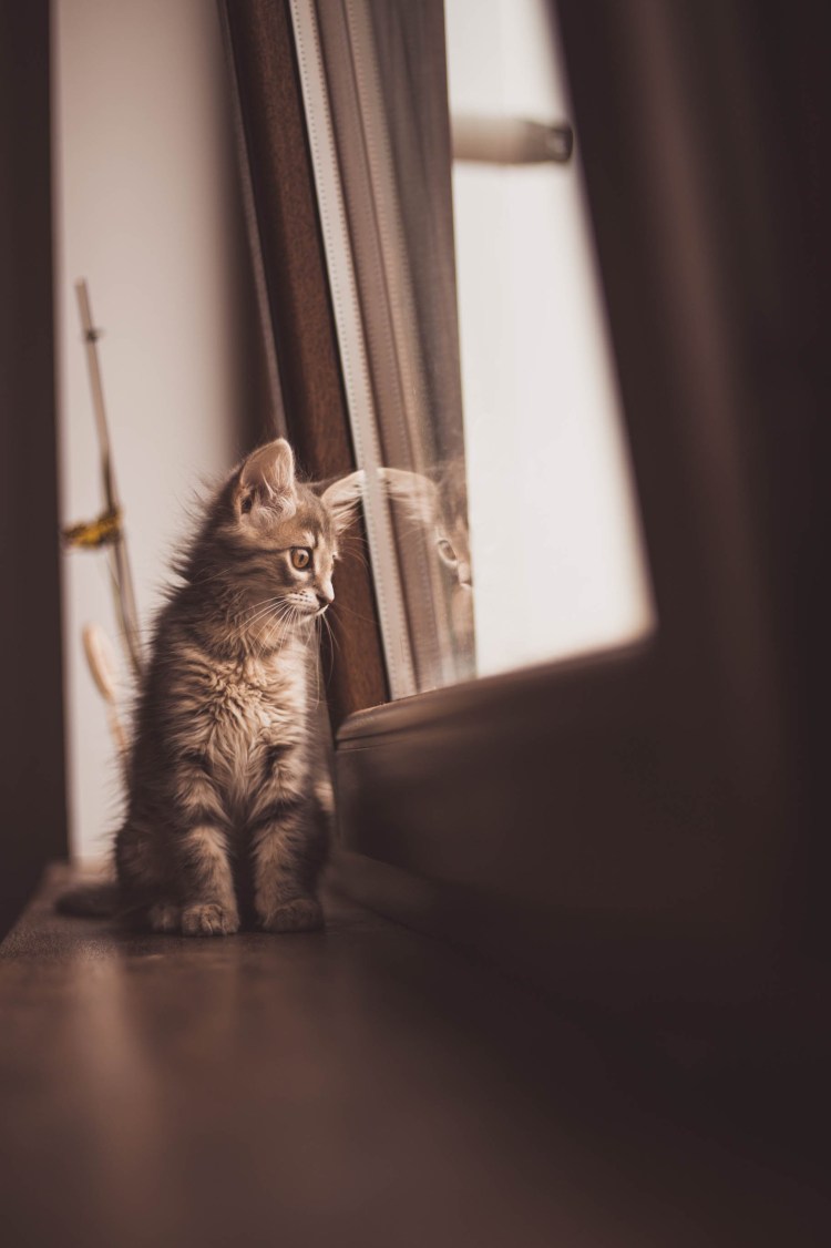 Котенок ждет