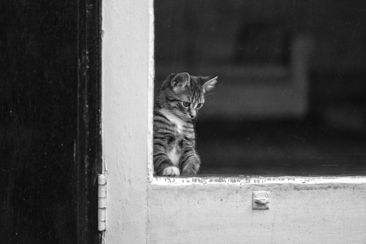 Кот окно дождь