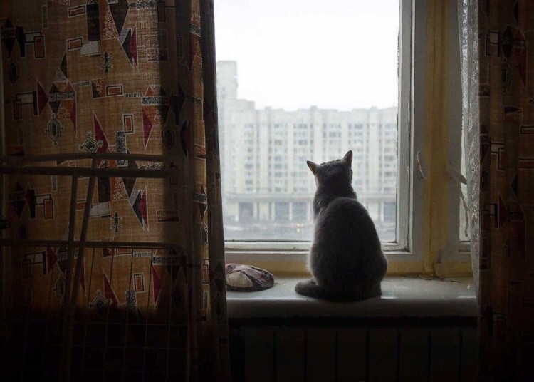 Рыжий кот скучает