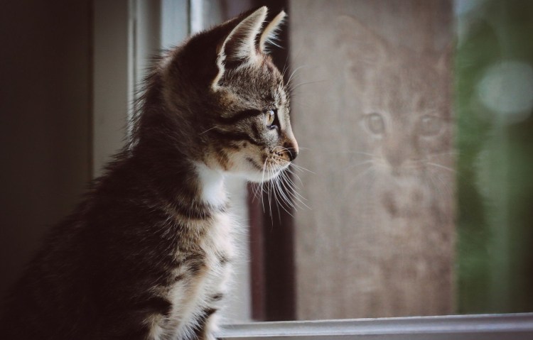 Сидит кошка на окошке