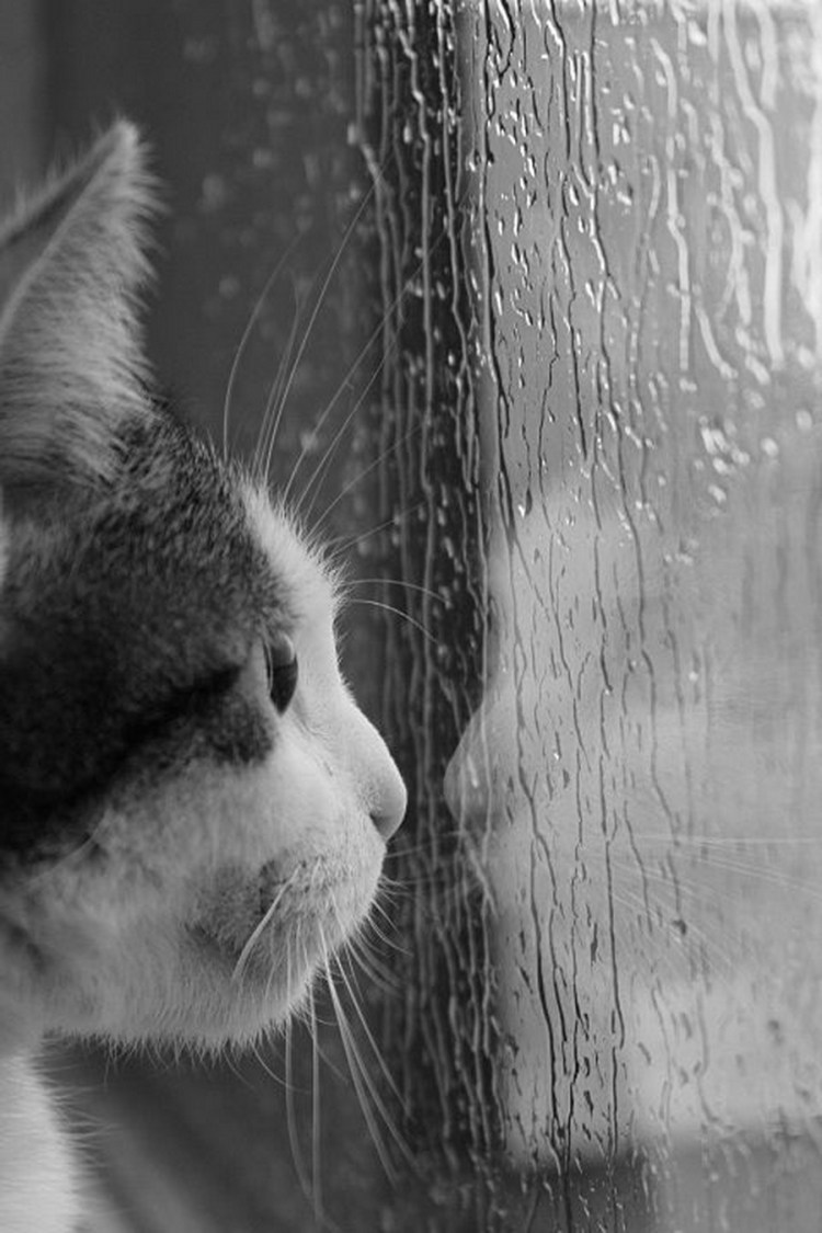 Кот на подоконнике