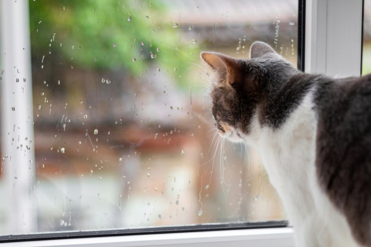 Дождь за окном грусть