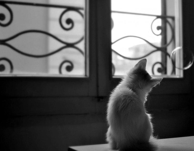 Котенок за стеклом