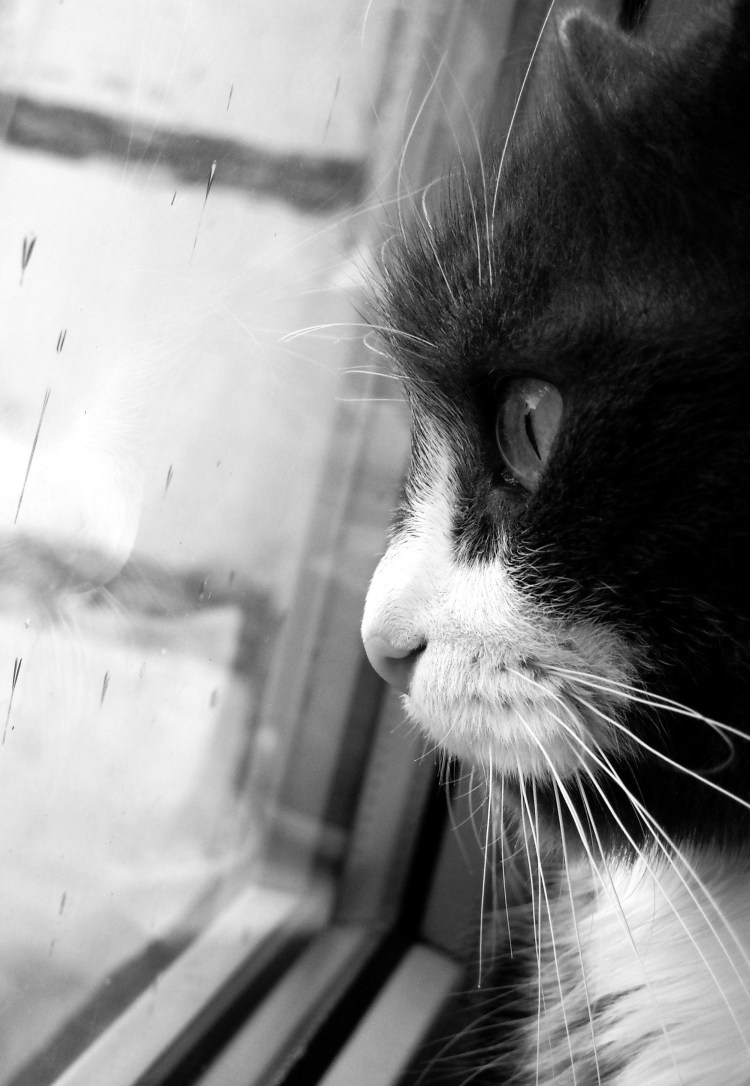 Котенок у окна