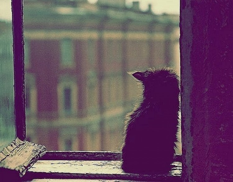 Грустный котик сидит