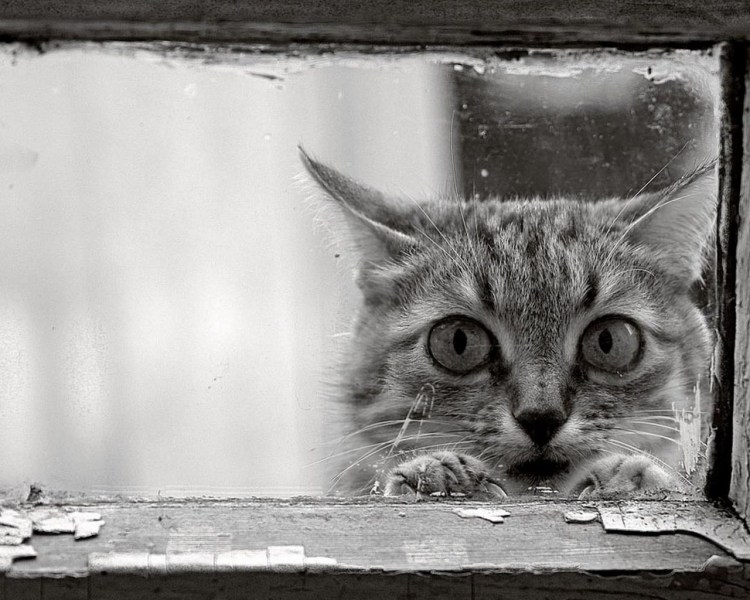 Котенок ждет у окна