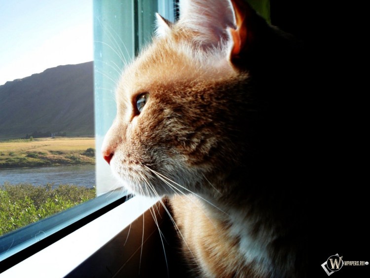 Грустная кошечка