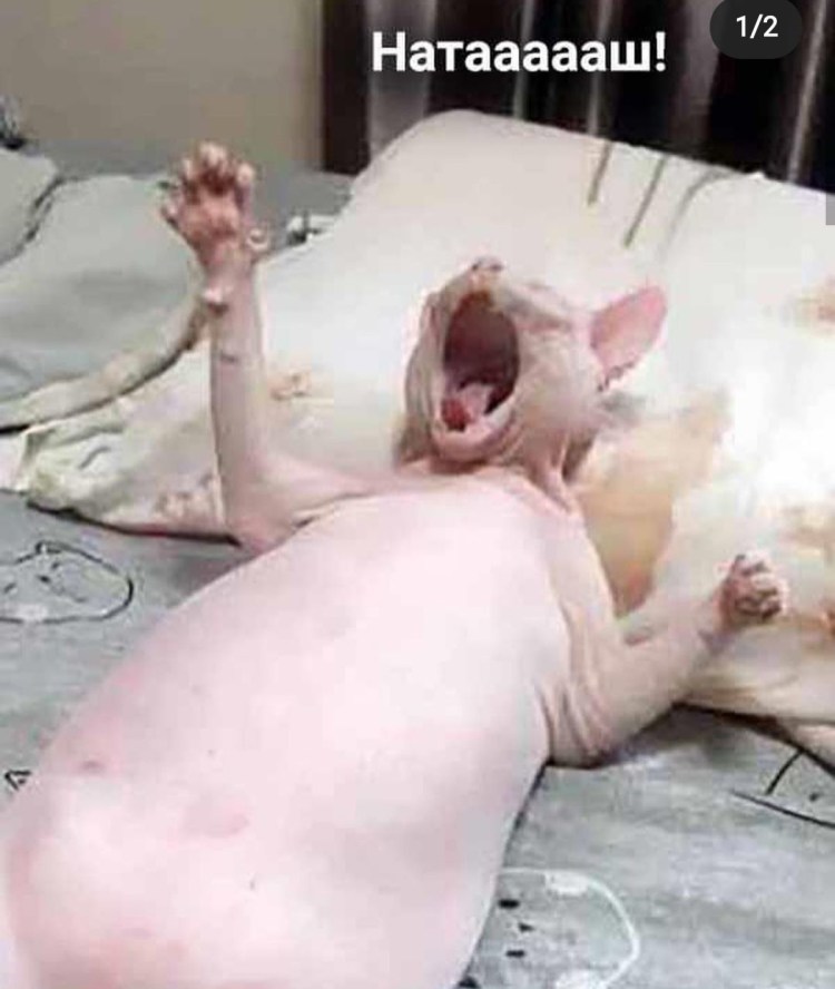Сфинкс кошка морщинистая