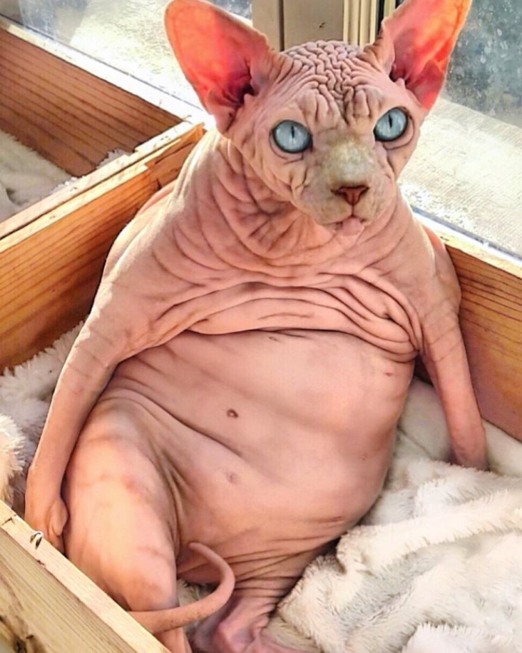 Жирный канадский сфинкс