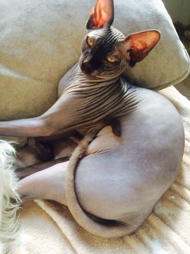 Сфинкс кошка