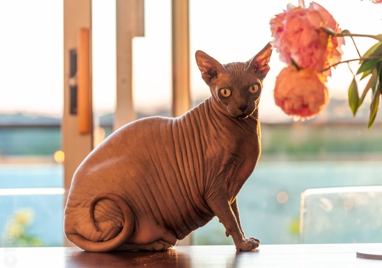 Кот Локки сфинкс