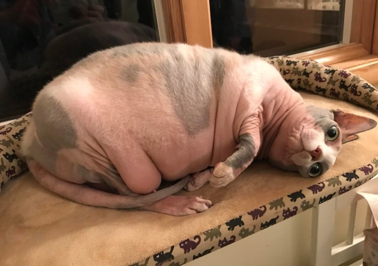 Толстые лысые коты