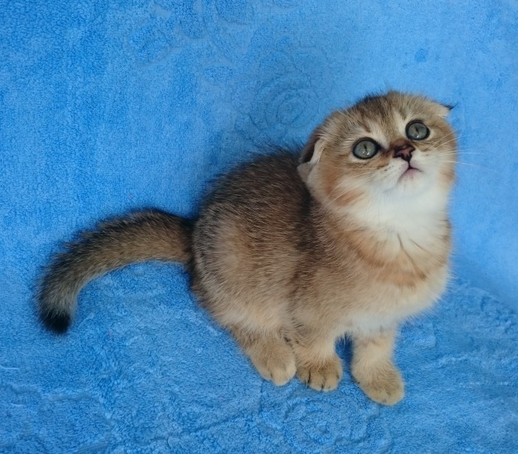 Шотландская тикированная шиншилла