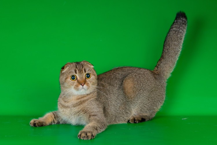 Шотландская вислоухая Абиссинская