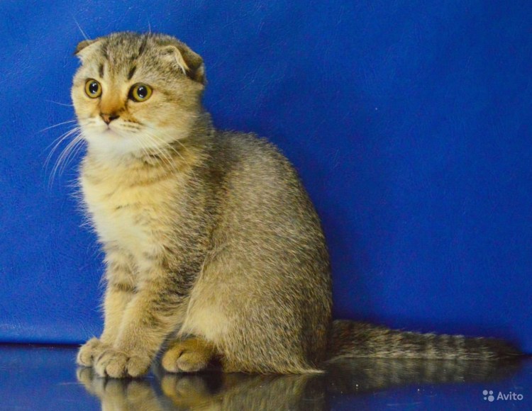 Шотландская вислоухая кошка тикированный золотой