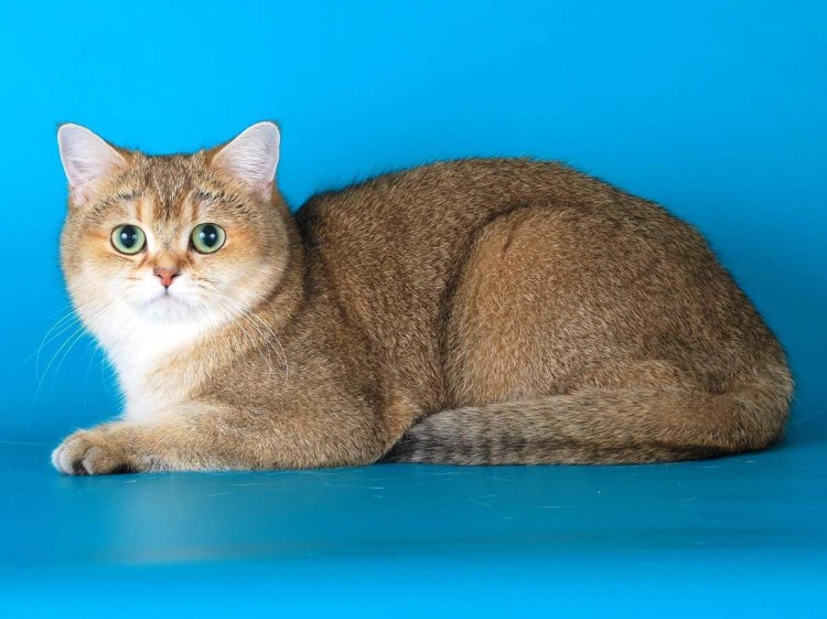 Британская тикированная шиншилла