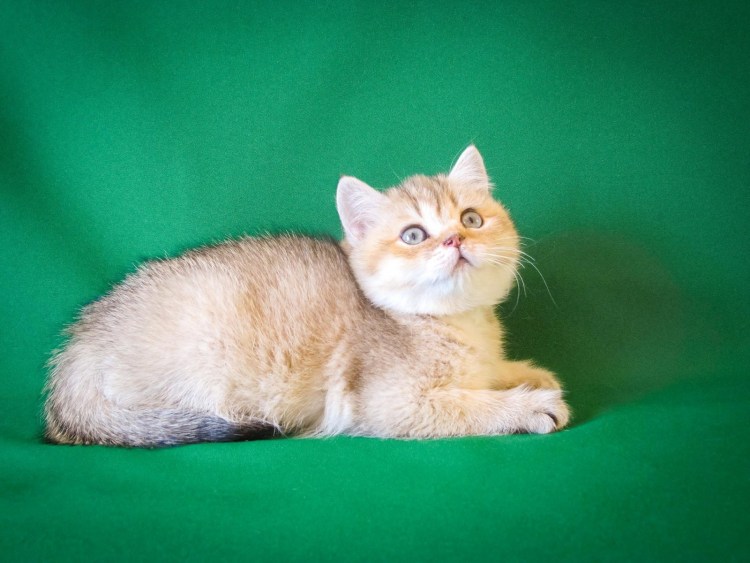 Шотландская вислоухая Абиссинская шиншилла