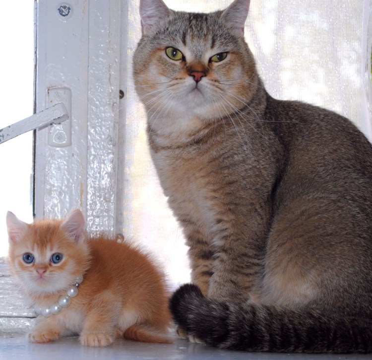 Окрас золотой тикированный шотландец