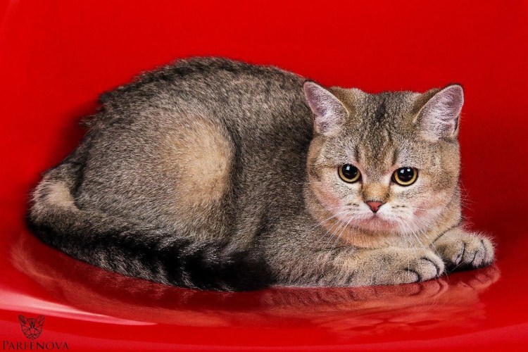 Шотландская Золотая тикированная кошка прямоухая