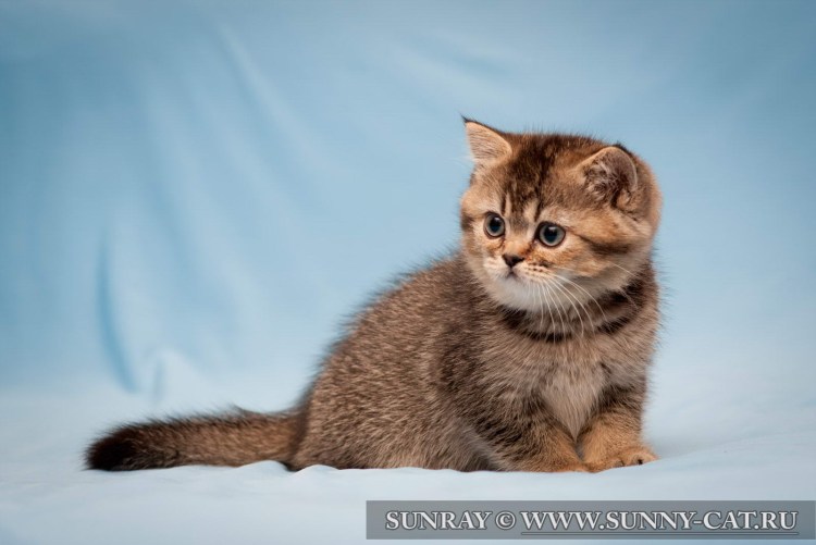 Скоттиш фолд Золотая шиншилла