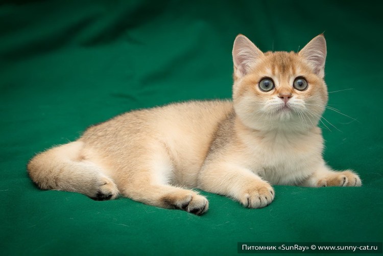 Тиккированный табби