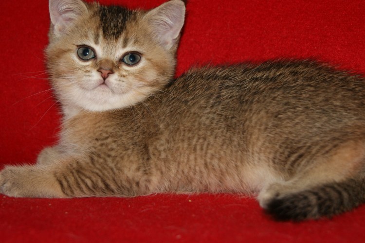 Британская кошка ny25