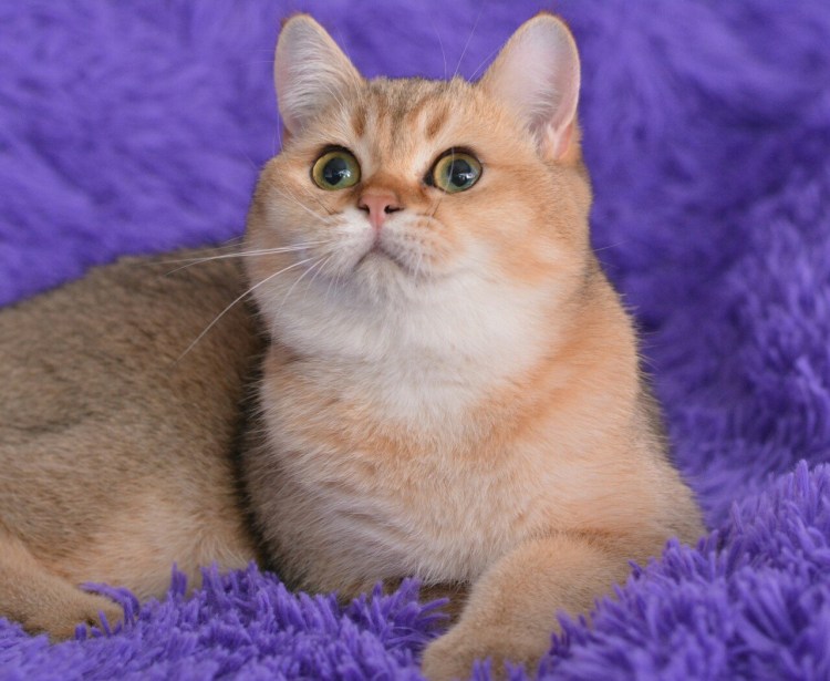 Золотая тикированная шиншилла ny25