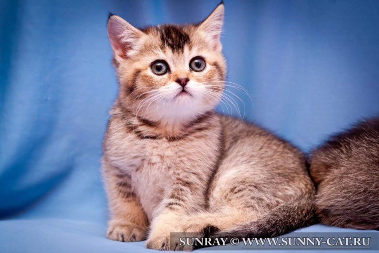 Тикированный табби Шотландская