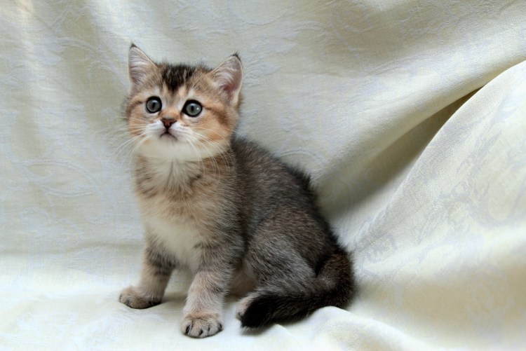 Шотландская Золотая тикированная шиншилла