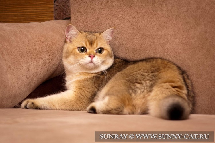 Золотистая Британская тикированная шиншилла