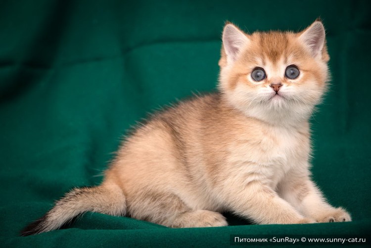 Золотые тикированные Шотландские котята