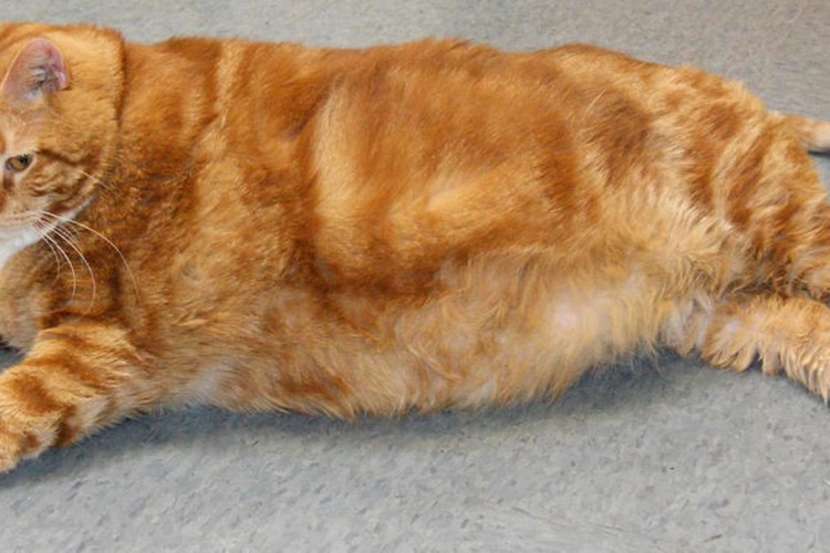 Толстые рыжие коты