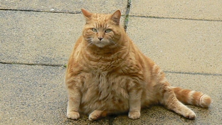 Толстый рыжий кот