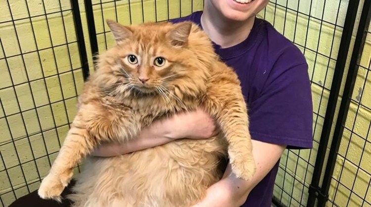 Толстый рыжий кот