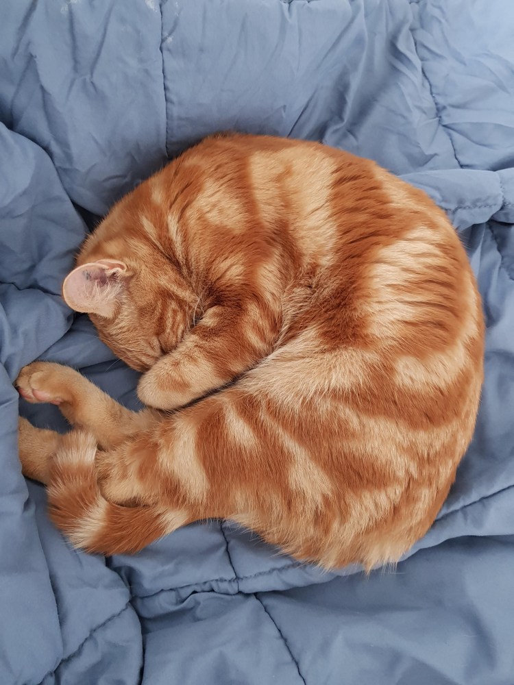 Рыжая кошка