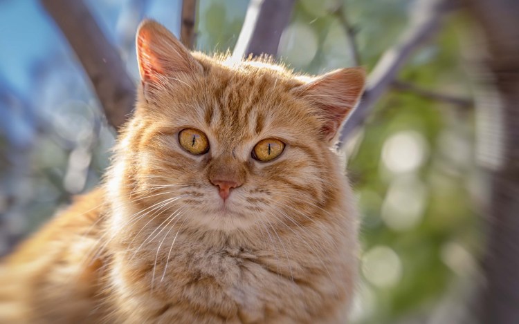 Толстый кот