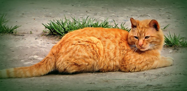 Толстый рыжий кот