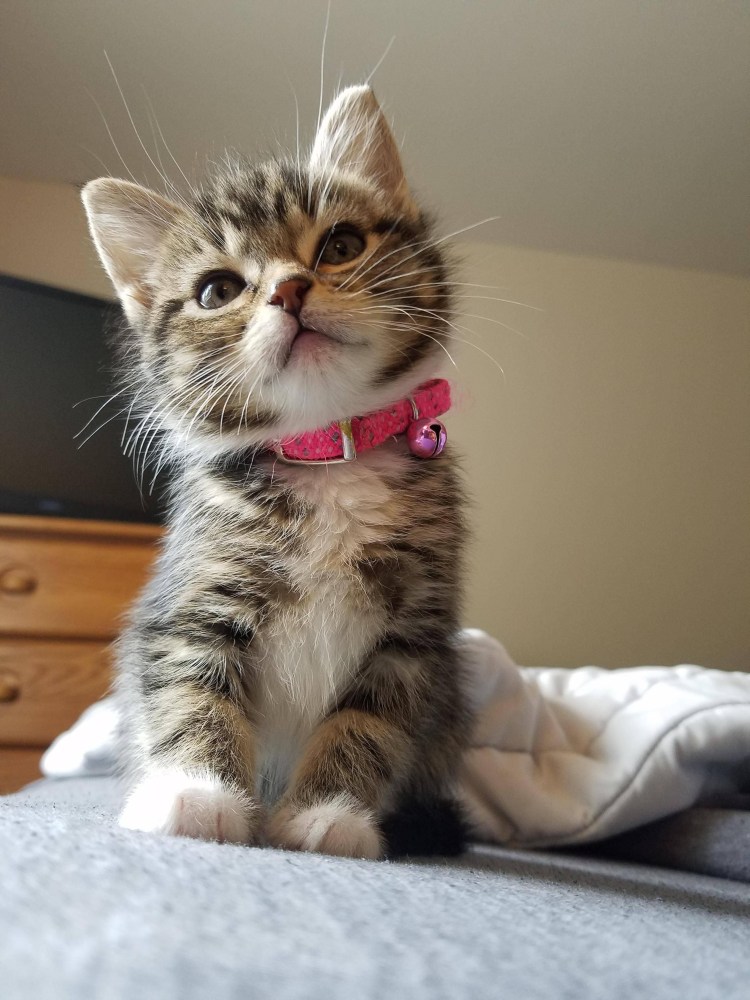 Кот Токийский гуль