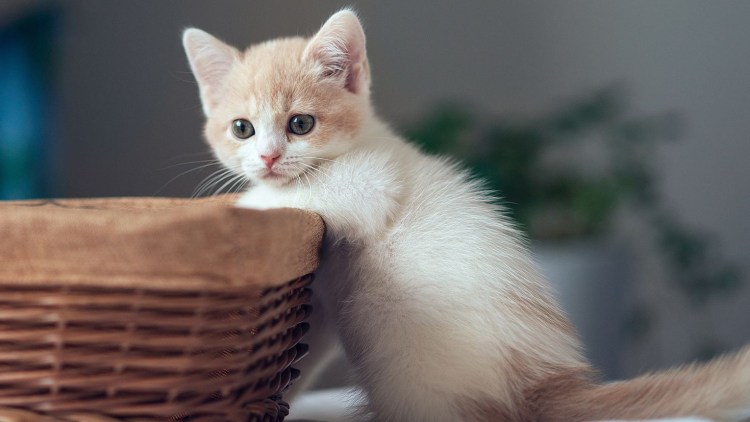 Красивые котята