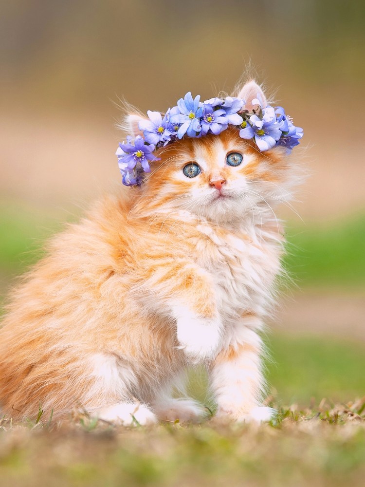 Милый котенок