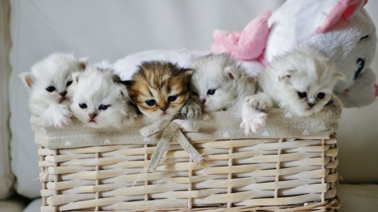 Котята в корзинке