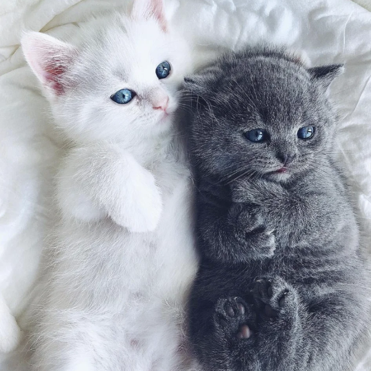 Милые котяры