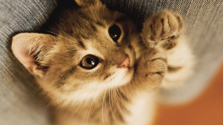 Милые котики