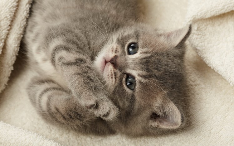 Красивые котята