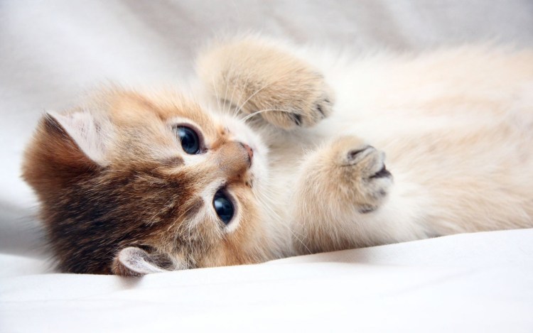 Няшные котята