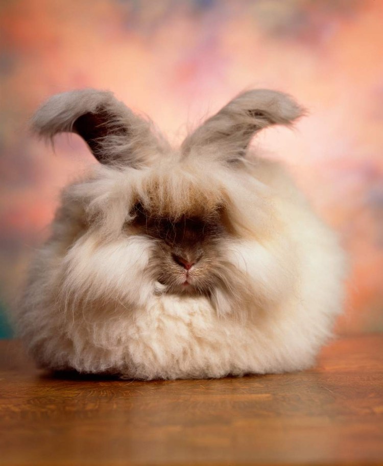Ангорский пуховой кролик