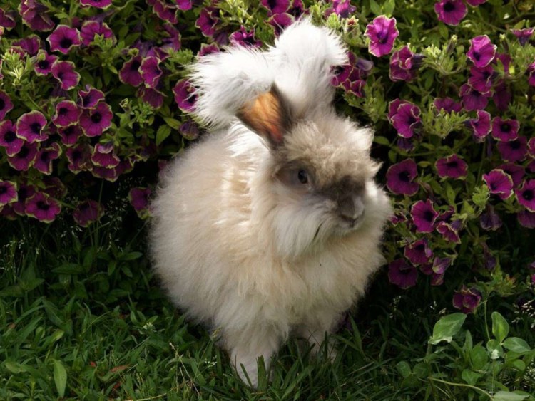 Английский ангорский кролик