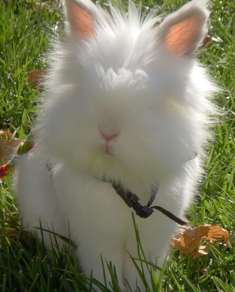 Декоративный кролик ангорский