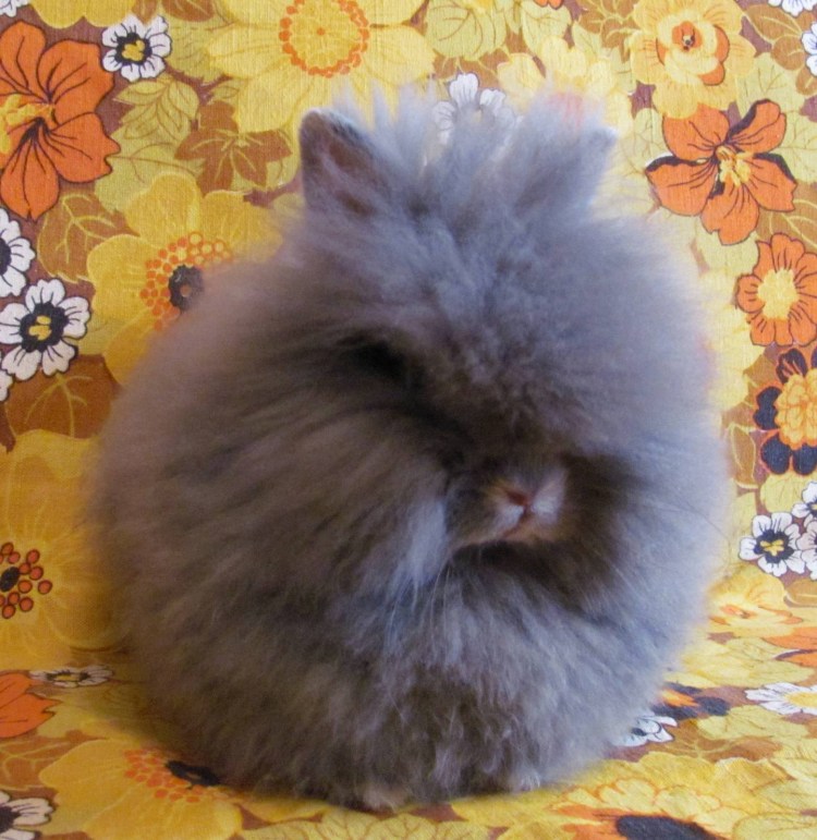 Карликовый кролик Пигмей