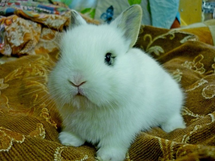 Подушки декоративные пушистые